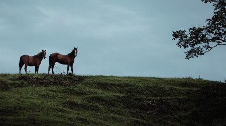 horses-1